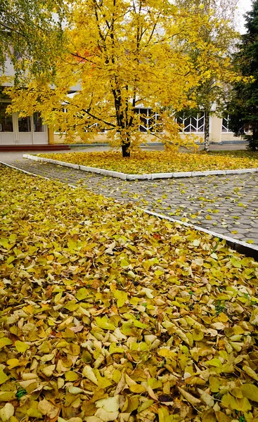 Осінній Пейзаж Деревами Саду Європі — стокове фото