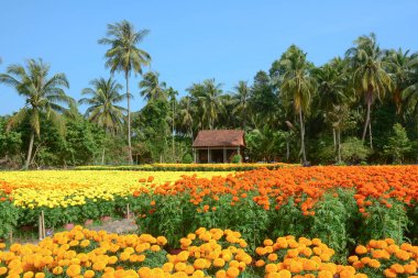Tagetes çiçek ekimi ile Mekong Delta, Vietnam geleneksel ahşap evde.