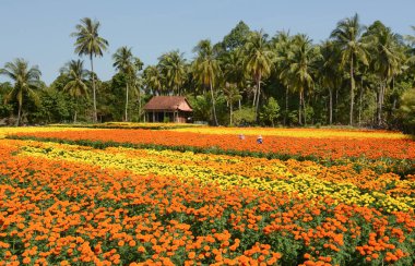Tagetes Mekong Delta, Vietnam güneşli bir günde, saç ekimi ile geleneksel ahşap evin çiçek.
