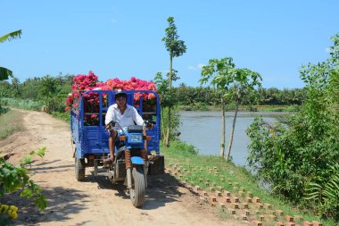 Ben Tre, Vietnam - 31 Ocak 2015. Mekong deltasında, Güney Vietnam küçük bir kamyoneti kullanan bir adam. Güney Vietnam Mekong deltasında nehirler, bataklık ve Adaları büyük bir labirent gibi.