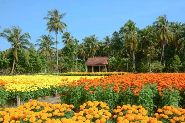 Tagetes Цветочная Плантация Традиционным Деревянным Домом Дельте Меконга Вьетнам — стоковое фото