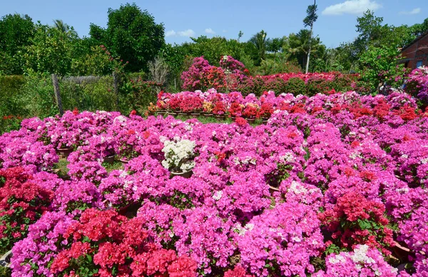 Bougainvillea Flower Plantation Mekong Delta Vietnam — Stock Photo, Image