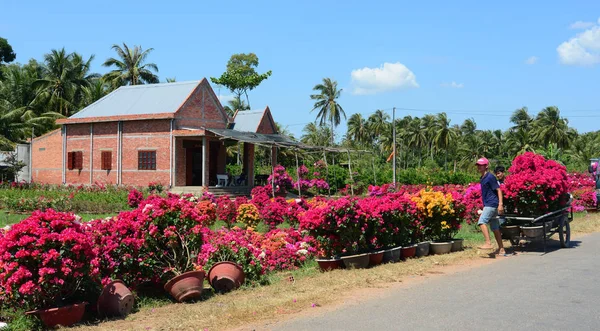 Ben Tre Vietnam Enero 2015 Bougainvillea Plantación Flores Con Casa — Foto de Stock