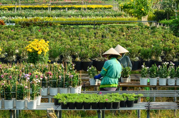 Las Mujeres Vietnamitas Cuidan Las Flores Jardín Del Delta Del — Foto de Stock