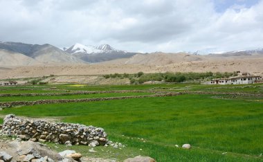 Yeşil vadi Leh, Ladakh, Hindistan buğday alanları ile. Ladakh Jammu ve Keşmir en seyrek nüfuslu bölgelerde biridir.