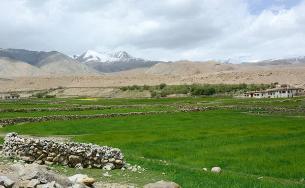 Yeşil vadi Leh, Ladakh, Hindistan buğday alanları ile. Ladakh Jammu ve Keşmir en seyrek nüfuslu bölgelerde biridir.