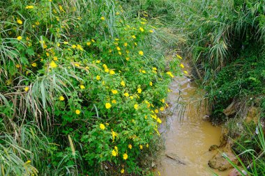 Meksikalı ayçiçeği ot 