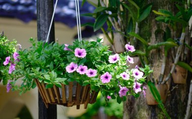 Petunya saksıyı Garden asılı 