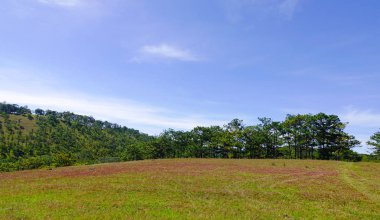 Çam ormanlar Dalat, Vietnam ile manzara. Dalat hills, çam ormanlar, göller ve şelaleler çevrilidir.