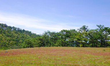 Çim hill Dalat, Vietnam ile çam ormanları ile manzara. Dalat hills, çam ormanlar, göller ve şelaleler çevrilidir.