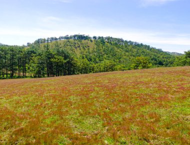 Kırmızı ot hill çam ağaçları Dalat, Vietnam ile. Dalat bir çare olarak 1900'lerin başlarında Fransızlar tarafından geliştirildi.