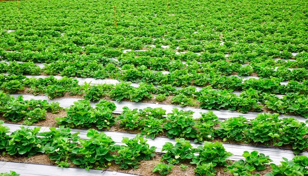 Granja agrícola de campo de fresas — Foto de Stock