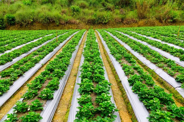 Granja agrícola de campo de fresas — Foto de Stock