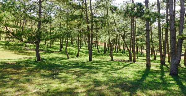 Landscape Pine Forests Sunny Day Dalat Vietnam Dalat Developed Resort — Stock Photo, Image