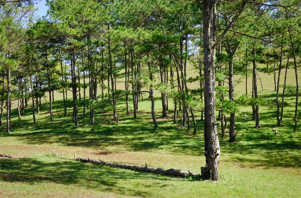 Landscape Pine Forests Sunny Day Dalat Vietnam Dalat Part Central — Stock Photo, Image