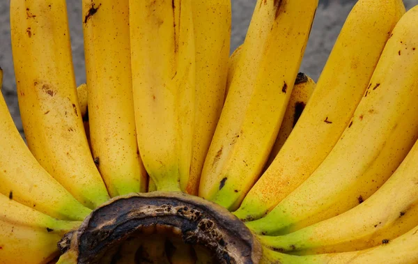 フィリピンの地元の果物市場で小売用栽培バナナ クローズ アップ — ストック写真