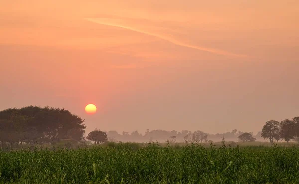 Boom Het Groene Veld Sunrise — Stockfoto