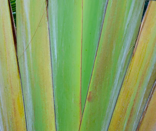 Stem Ravenala Leaves Beautiful Arrangement — Stock Photo, Image