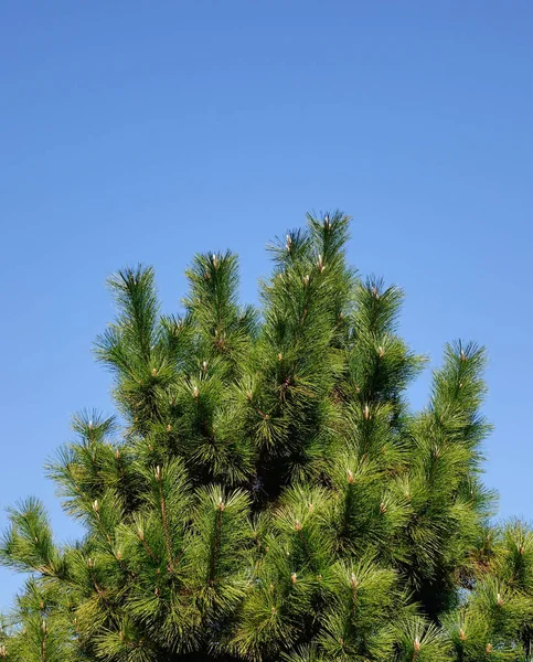 Pinheiro Contra Céu Azul Brilhante Dia Ensolarado Floresta — Fotografia de Stock