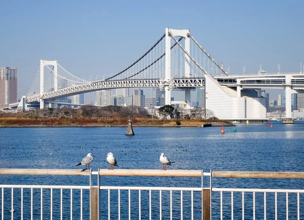 Aves Gaivotas Com Ponte Arco Íris Baía Tóquio Vista Ilha — Fotografia de Stock