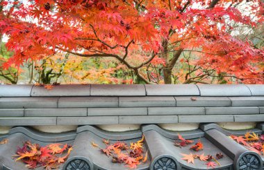 Kyoto, Japonya tapınağında mable kırmızı sonbahar bahçe bırakır.