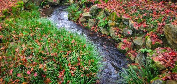 Jardim Outono Com Grama Pequeno Córrego Kyoto Japão — Fotografia de Stock