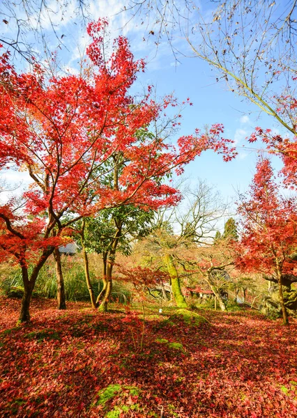 Jardim Outono Com Muitas Folhas Bordo Kyoto Japão — Fotografia de Stock