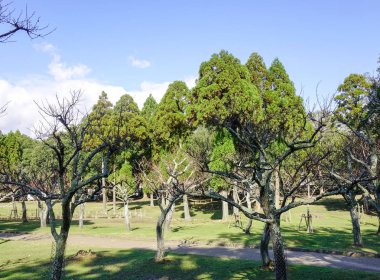 Şehir Parkı güneşli gün, yeşil ağaçların