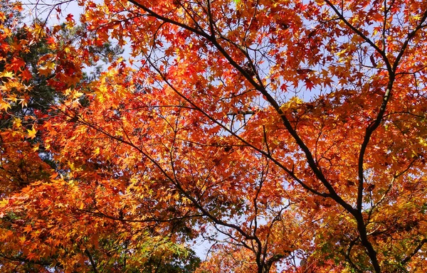 Kansai, Japonya'da sonbahar sahne 