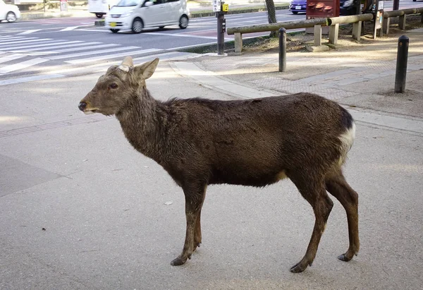 Geyik ayakta Caddesi üzerinde