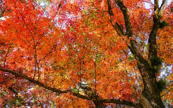Nara, Kansai, Japonya ile kırmızı akçaağaç sonbahar sahne bırakır.