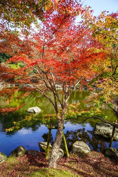 Red maple tree at autumn in Nara, Kansai, Japan.