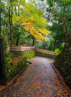 Yağmurlu bir gün, yol ve maple ağaçlar Kyoto, Japonya ile sonbahar sahne.