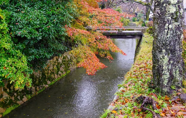 Herfst Landschap Met Gracht Maple Bomen Een Regenachtige Dag Kyoto — Stockfoto