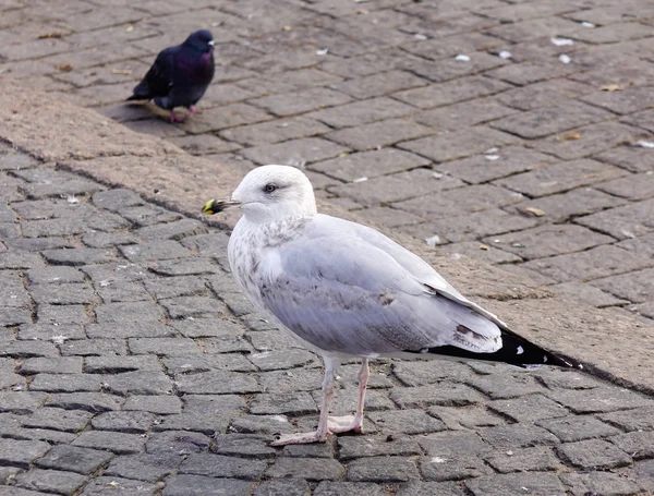 Huge Seagull Walking Stone Square Sunny Day Vyborg Russia — Stock Photo, Image