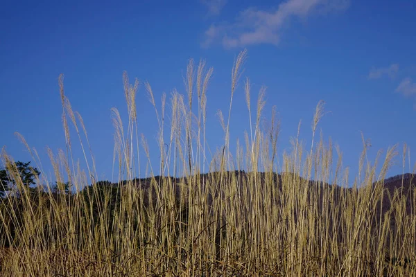 Hierba Seca Bajo Cielo Azul Día Soleado Japón — Foto de Stock