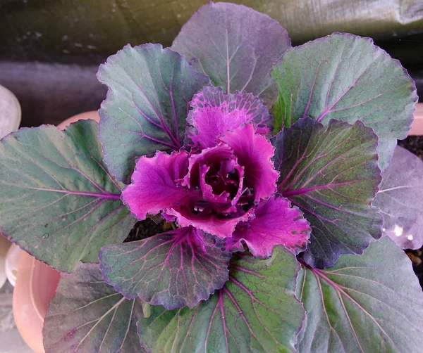 Verse Violet Kool Brassica Oleracea Plant Bladeren Zonnige Dag — Stockfoto