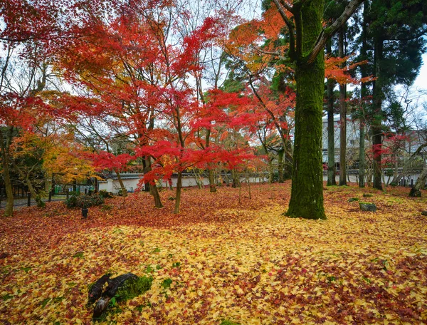Paysage Automne Avec Des Érables Dans Forêt Kyoto Japon — Photo