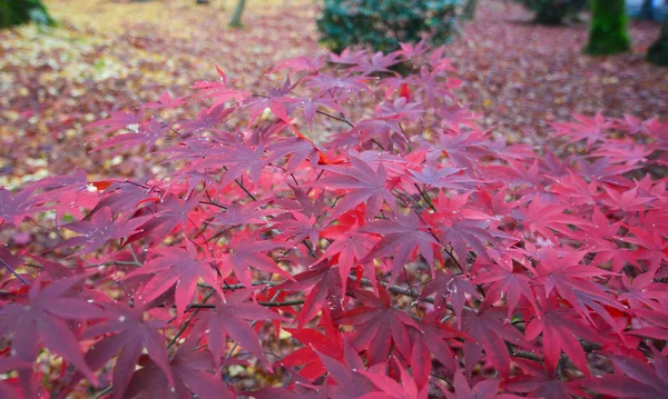 Red maple trees at autumn in Kyoto, Japan.