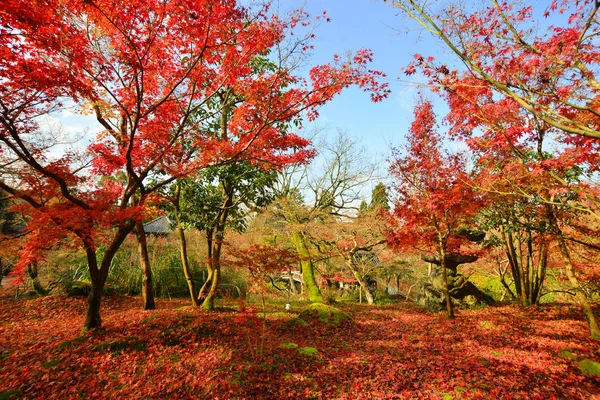 Paysage Automne Avec Nombreux Érables Parc Kyoto Japon — Photo