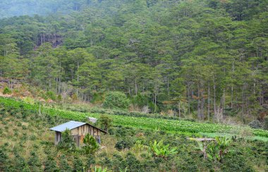 Dağ manzarası ile küçük ahşap ev ve çam ağacı orman Highland, Vietnam.