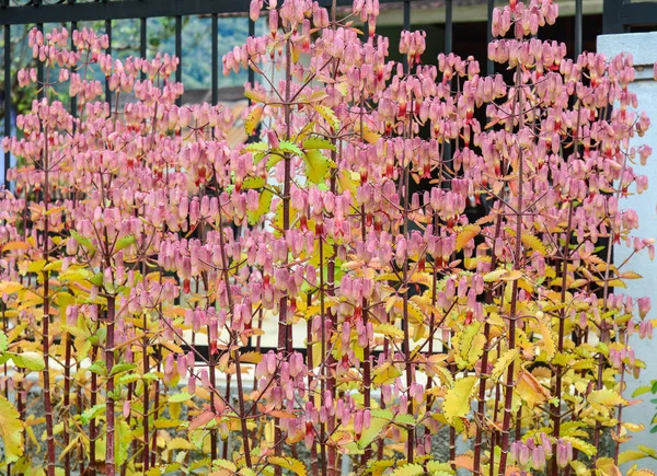 Bloemen Van Kalanchoe Plant Kalanchoe Densiflora — Stockfoto