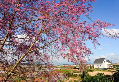 Güneşli bir gün ilkbaharda, kiraz çiçeği.