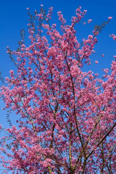 Cherry Kvetoucí Jaře Slunečný Den Kopci — Stock fotografie