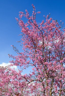 Güneşli gün ilkbaharda çiçek açan kiraz çiçekleri.
