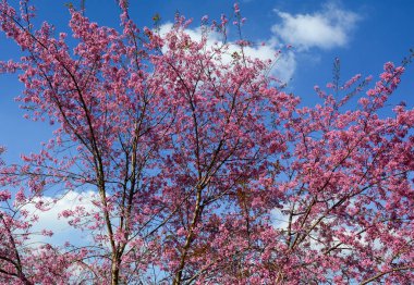 Güneşli bir gün ilkbaharda, mavi gökyüzü altında ağaç şube kiraz çiçekleri.
