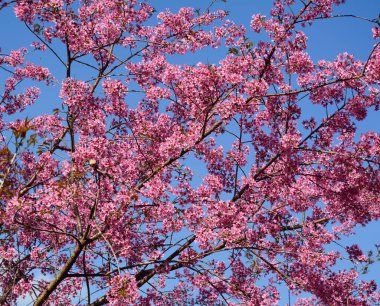 Güneşli bir gün ilkbaharda kiraz çiçekleri.