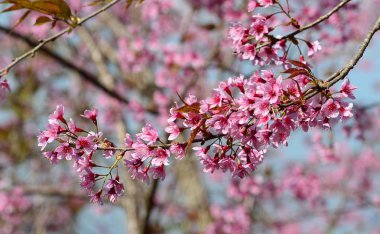Güneşli bir gün ilkbaharda, kiraz çiçeği. Bir kiraz bitkilerin cins Prunus meyvesi.