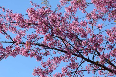 Güneşli bir gün ilkbaharda, kiraz çiçeği. Bir kiraz bitkilerin cins Prunus meyvesidir. Kapandı.