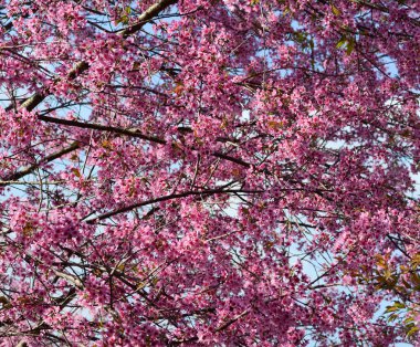 Güneşli bir gün ilkbaharda, kiraz çiçeği. Kiraz kısa bir büyüme mevsimi var ve en ılıman enlemlerde içinde büyüyebilir.